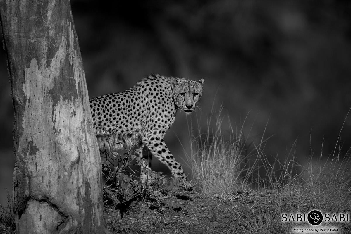 02Pravir Patel Cheetah Tree Final 02Pravir Patel Cheetah Tree Final