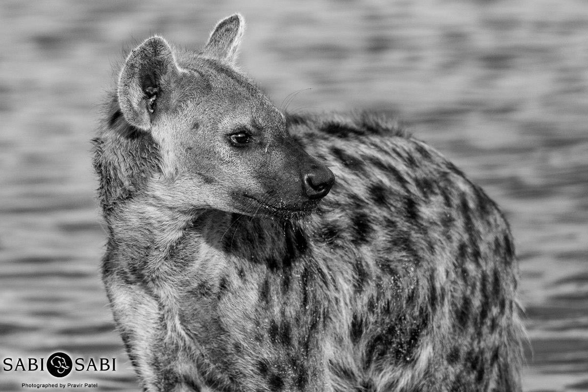02Pravir Patel Hyena Final 02Pravir Patel Hyena Final