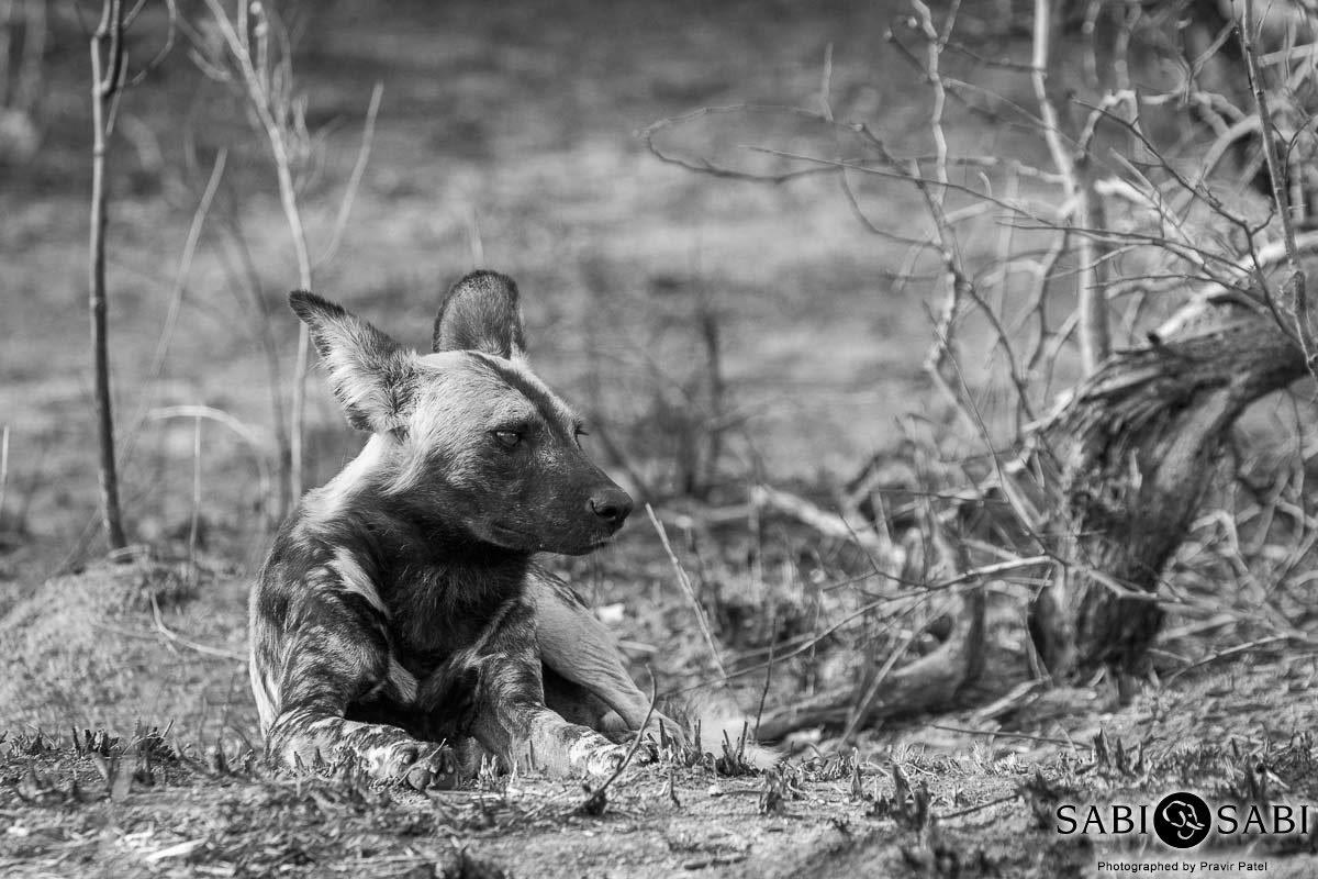 03Pravir Patel Wild Dog Final 03Pravir Patel Wild Dog Final