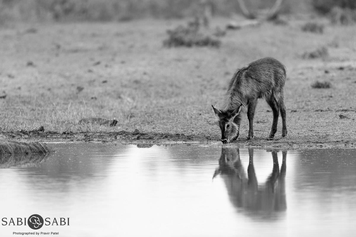 03Pravir Patel Waterbuck Calf Final 03Pravir Patel Waterbuck Calf Final