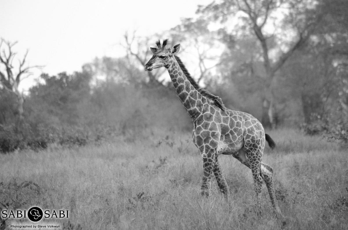 04Steve MM Giraffe Calf Final 04Steve MM Giraffe Calf Final