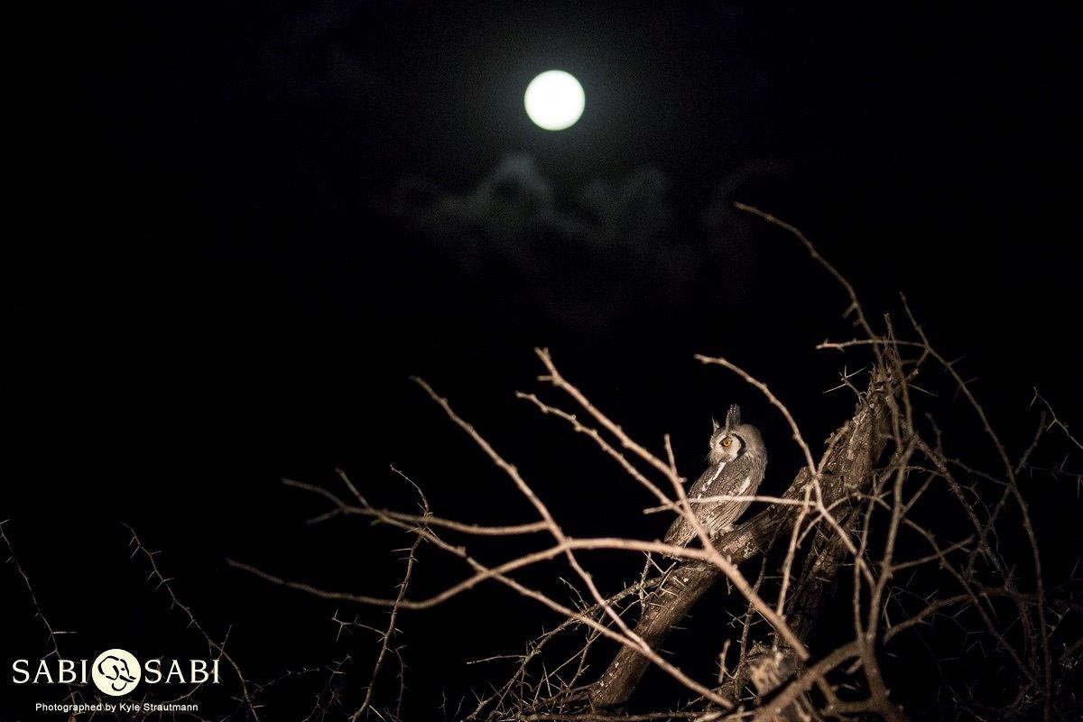 05Kyle Southern White Faced Scoops Owl With Moon 3 Final