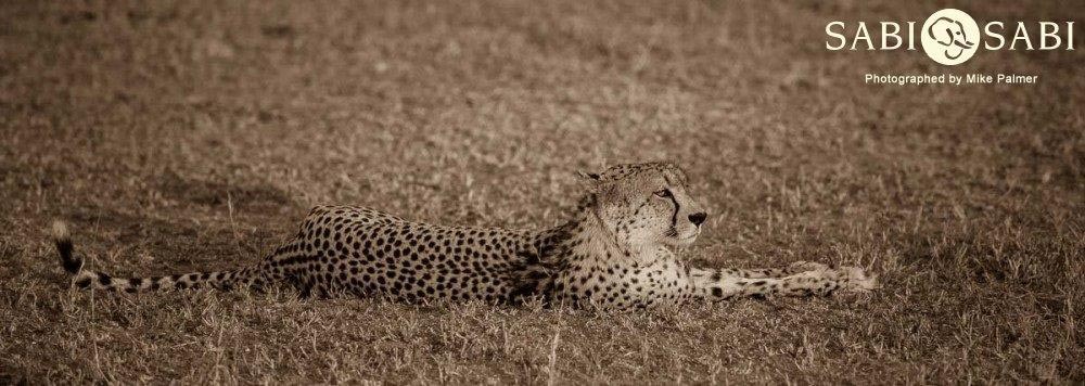 08Mike Palmer Cheetah Low Profile Final