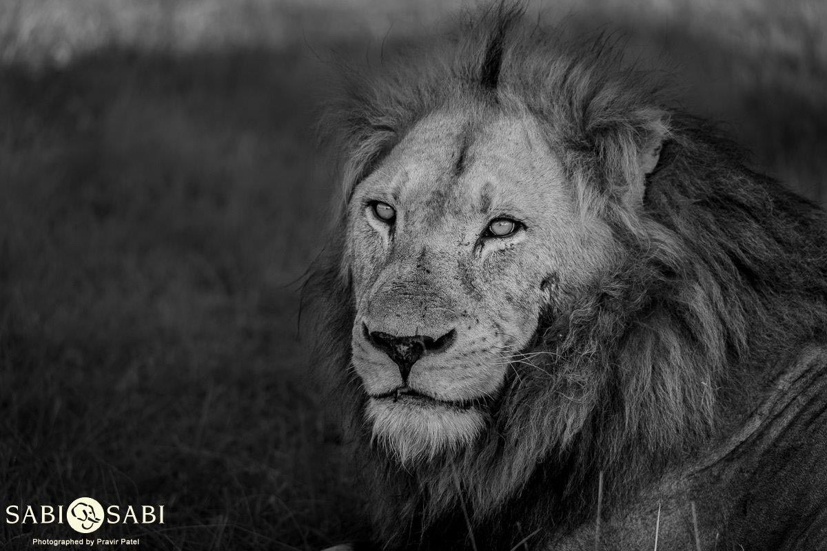 male lion while on safari at sabi sabi
