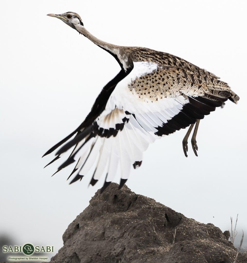 08Sheldon Hooper Bustard Final 08Sheldon Hooper Bustard Final