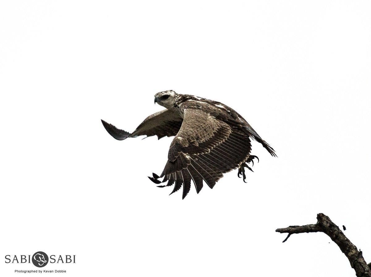 09Kevan Dobbie Martial Eagle Juv. 2 2 Final 09Kevan Dobbie Martial Eagle Juv. 2 2 Final