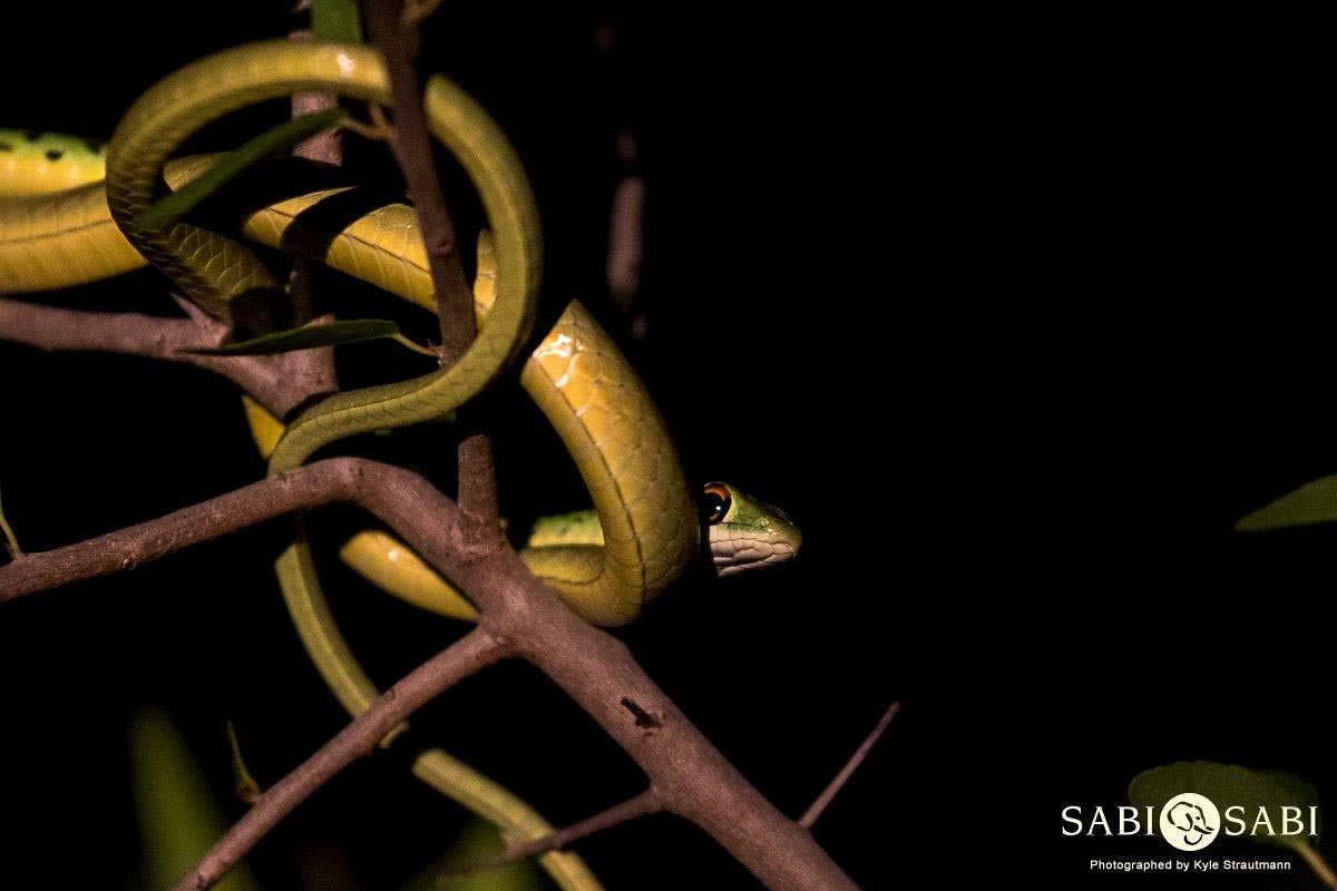 09Kyle Boomslang Night Final