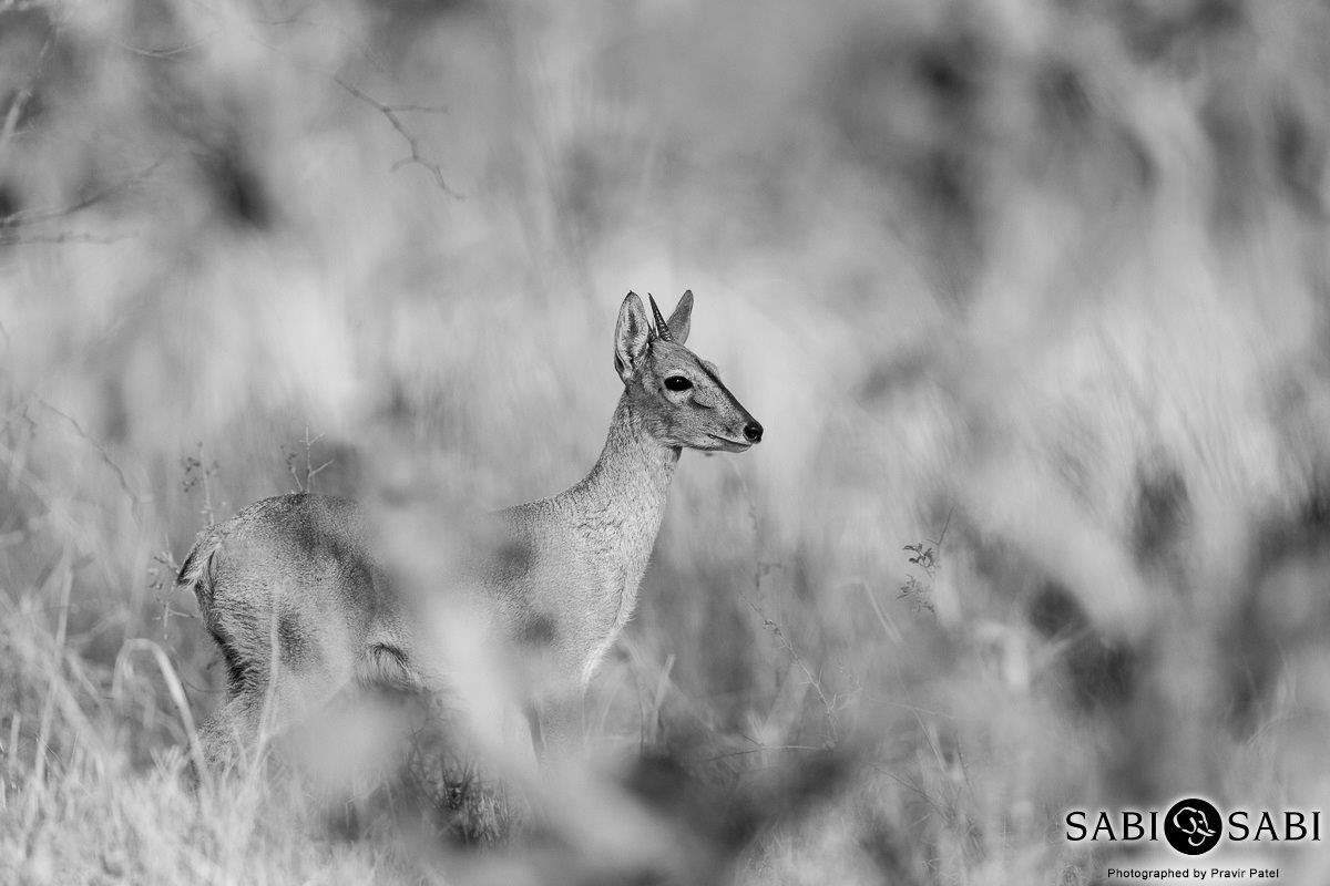 09Pravir Patel Duiker Final 09Pravir Patel Duiker Final