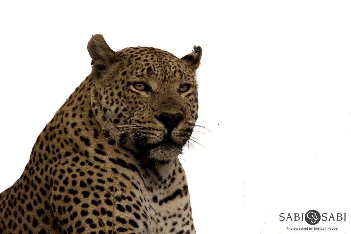 09Sheldon Hooper Max 2 Final