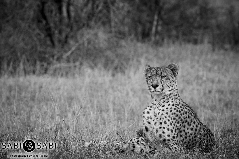 10Mike Palmer Cheetah Mgiba Final 10Mike Palmer Cheetah Mgiba Final
