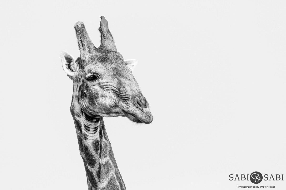 10Pravir Patel Giraffe Final 10Pravir Patel Giraffe Final