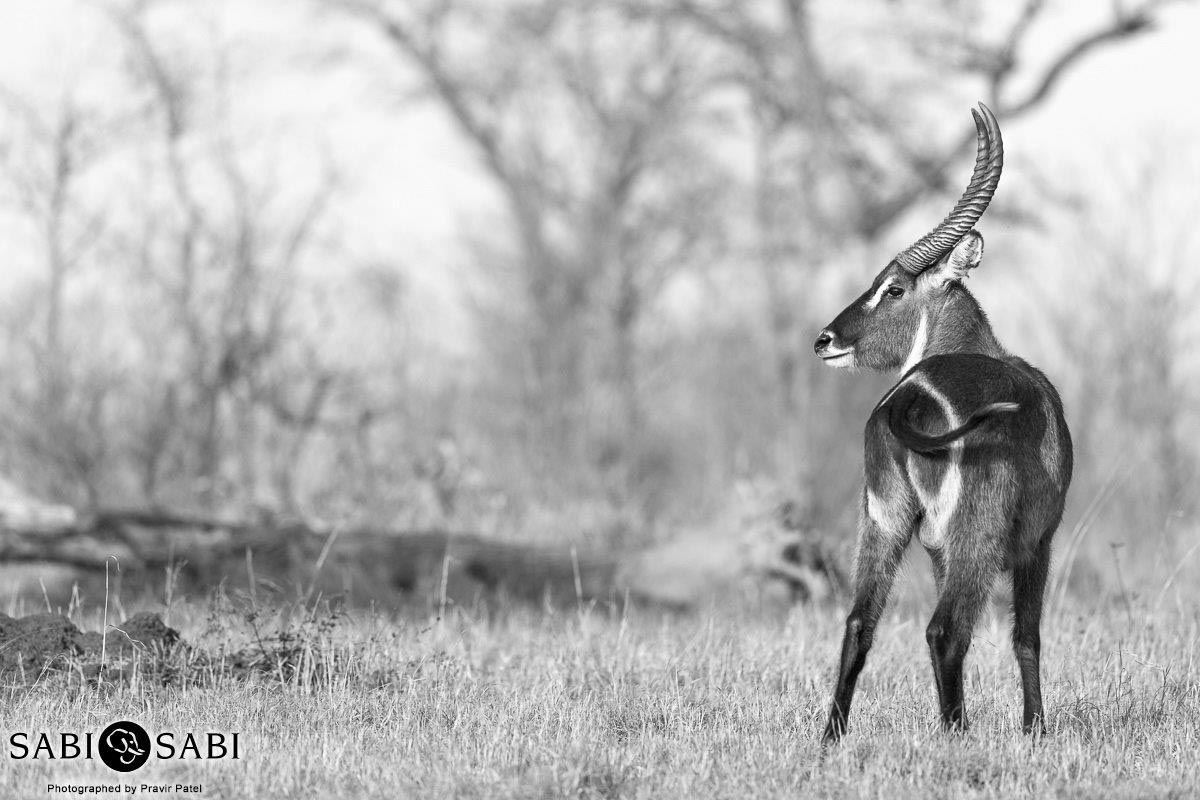 13Pravir Patel Waterbuck Final 13Pravir Patel Waterbuck Final