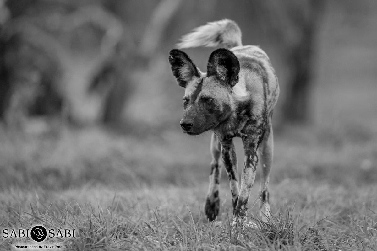15Pravir Patel Dog Hunt Final 15Pravir Patel Dog Hunt Final