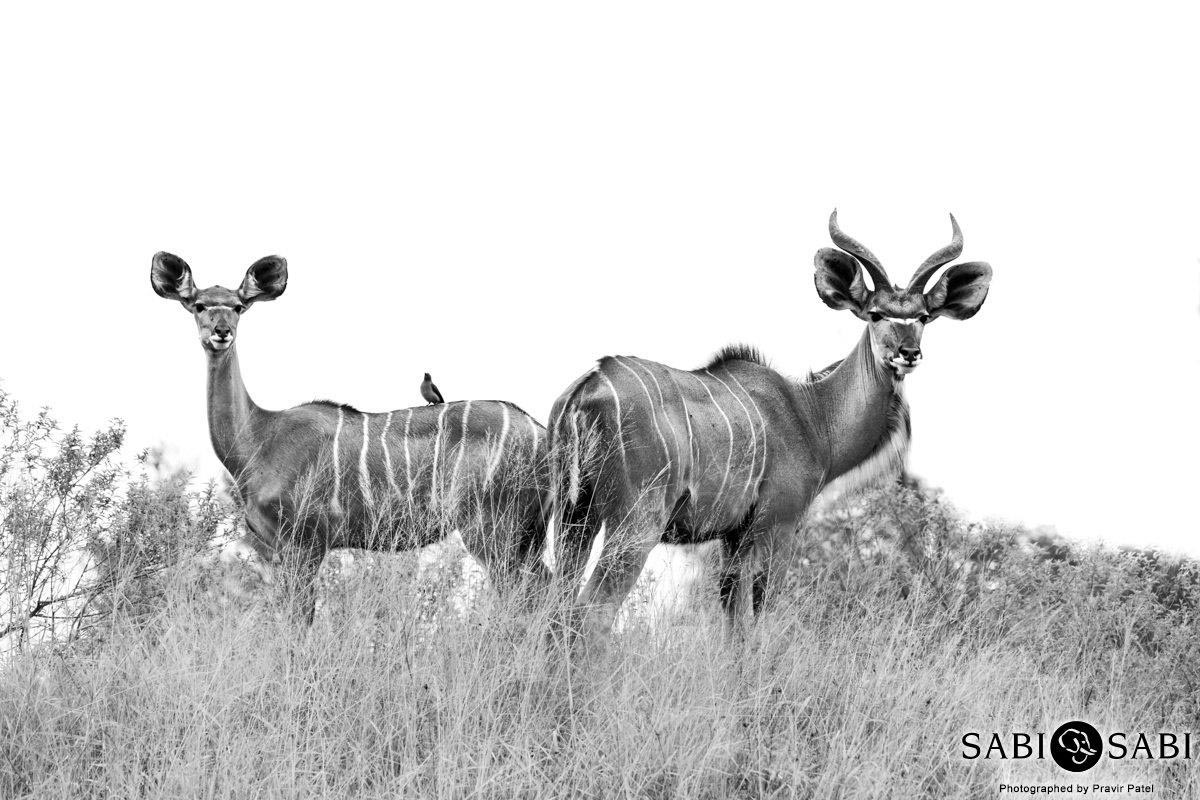 16Pravir Patel Kudu Final 16Pravir Patel Kudu Final