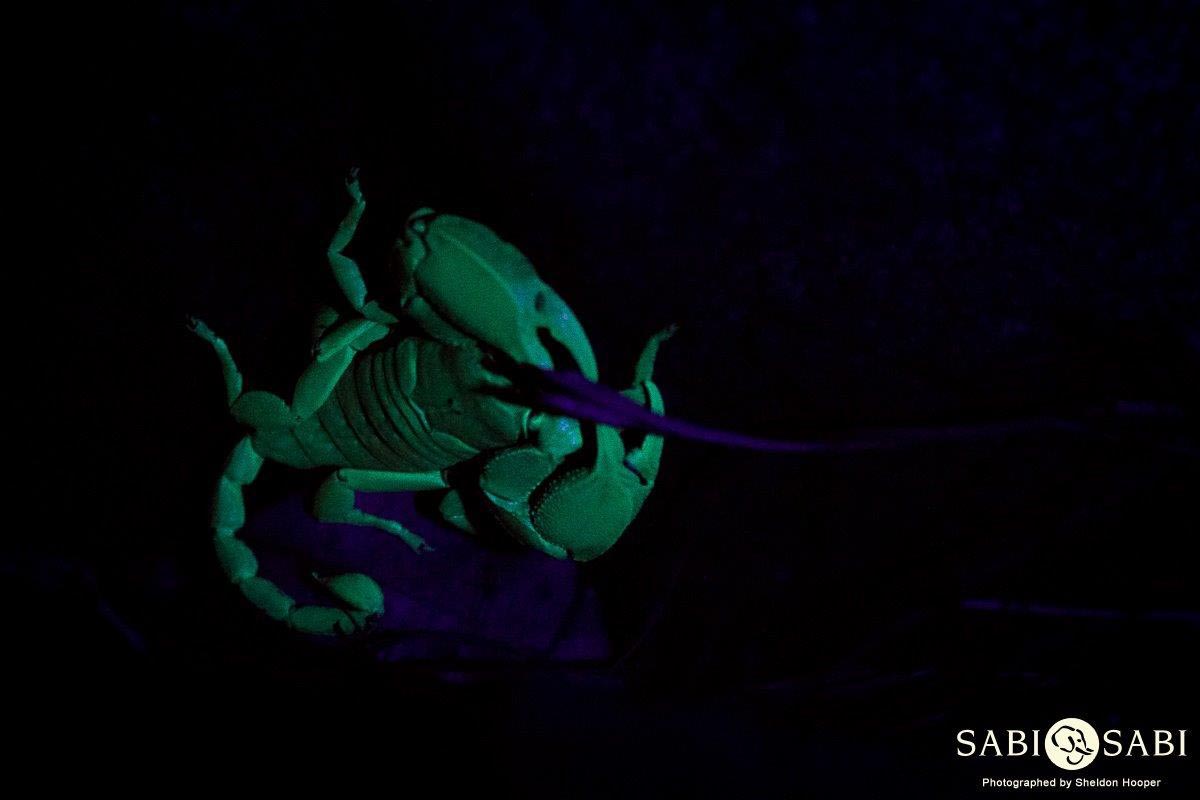 16Sheldon Hooper Yellow Legged Burrowing Scorpion 2 Final 16Sheldon Hooper Yellow Legged Burrowing Scorpion 2 Final