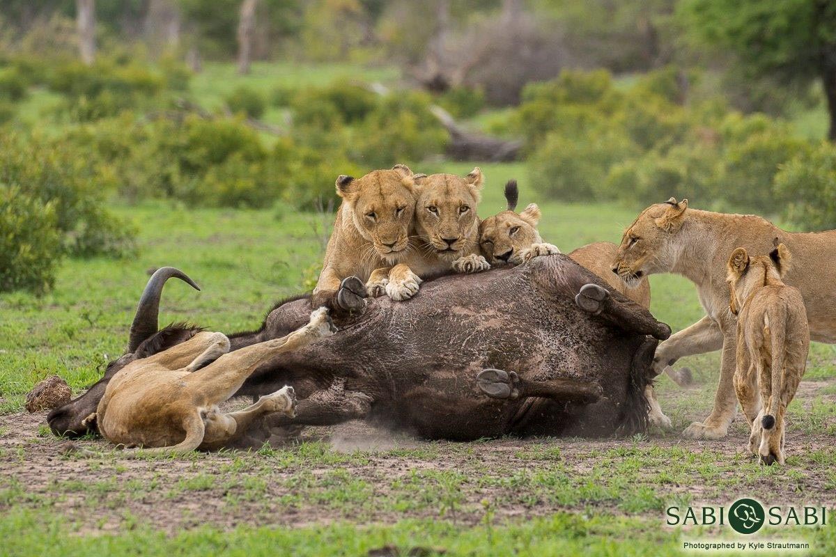 17Kyle SP Lioness Buff Kill Pt2 20 Final