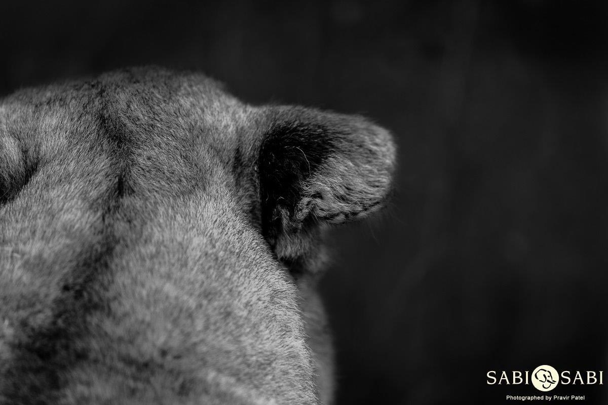 17Pravir Patel Floppy Ear Final 17Pravir Patel Floppy Ear Final