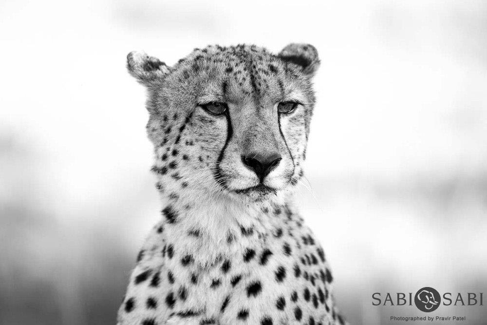 18Pravir Patel Cheetah Stare Final 18Pravir Patel Cheetah Stare Final