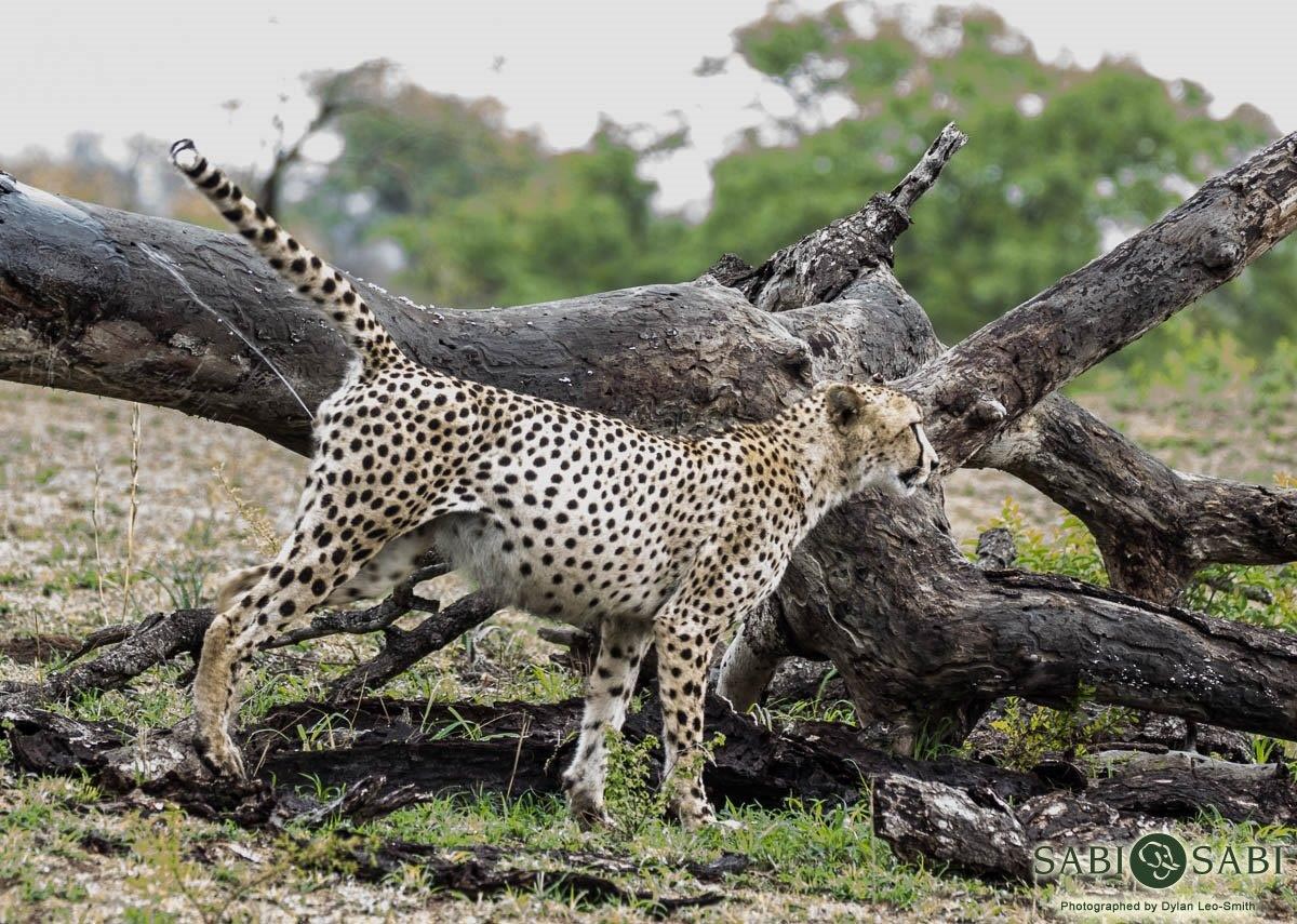 27Dylan Leo Smith Male Cheetah Final 27Dylan Leo Smith Male Cheetah Final