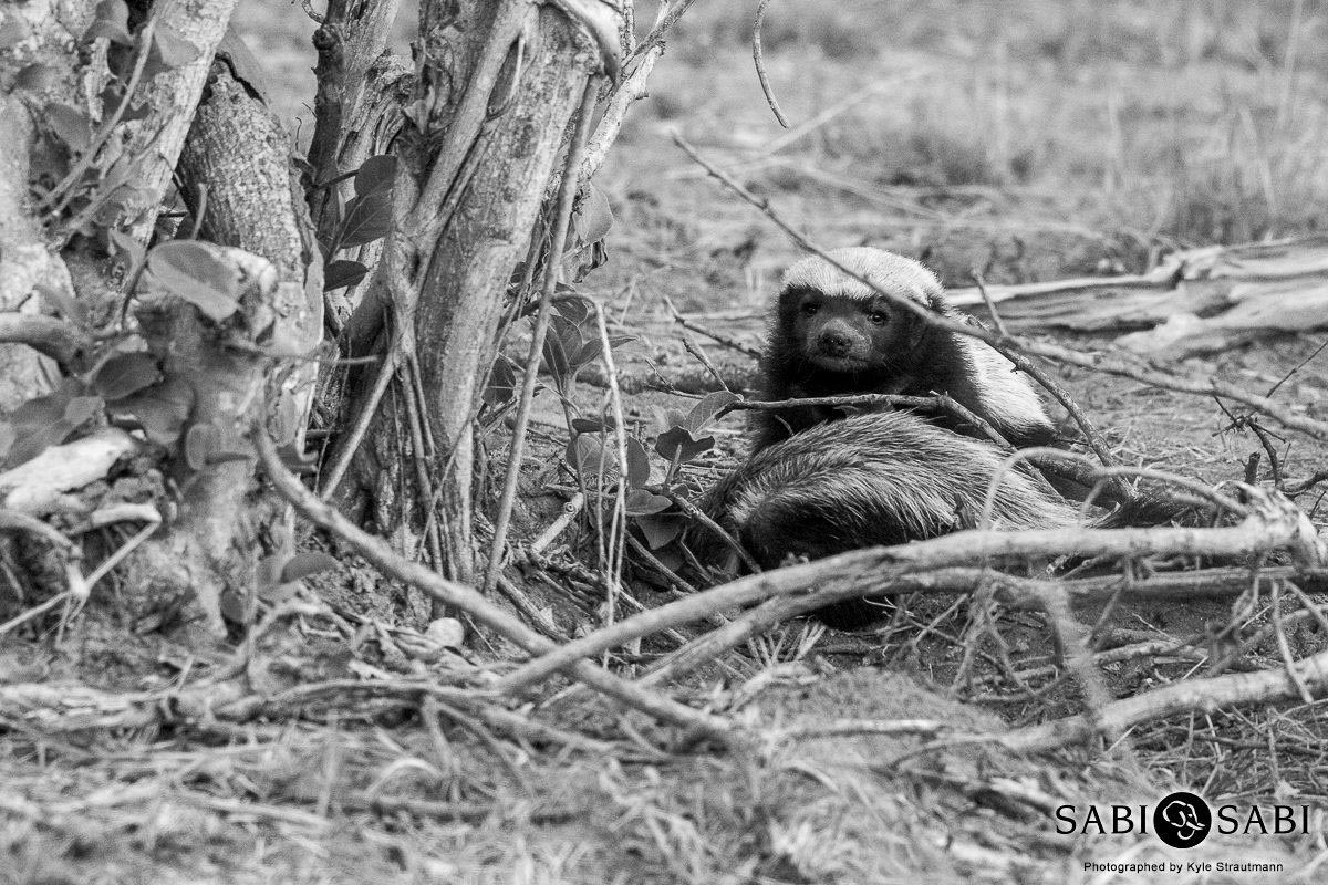 02Kyle Shinzela With Cub 2 Final 02Kyle Shinzela With Cub 2 Final