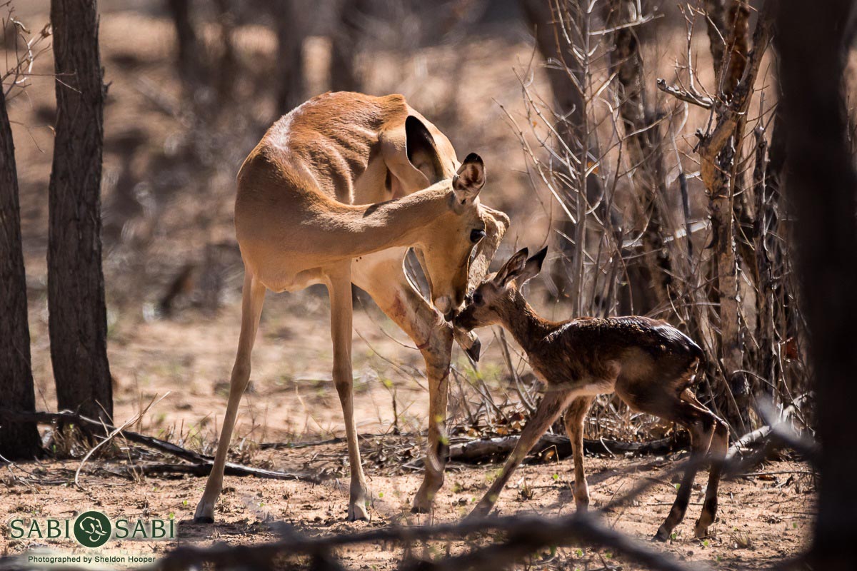 04Sheldon Hooper 1st Steps 3 Final