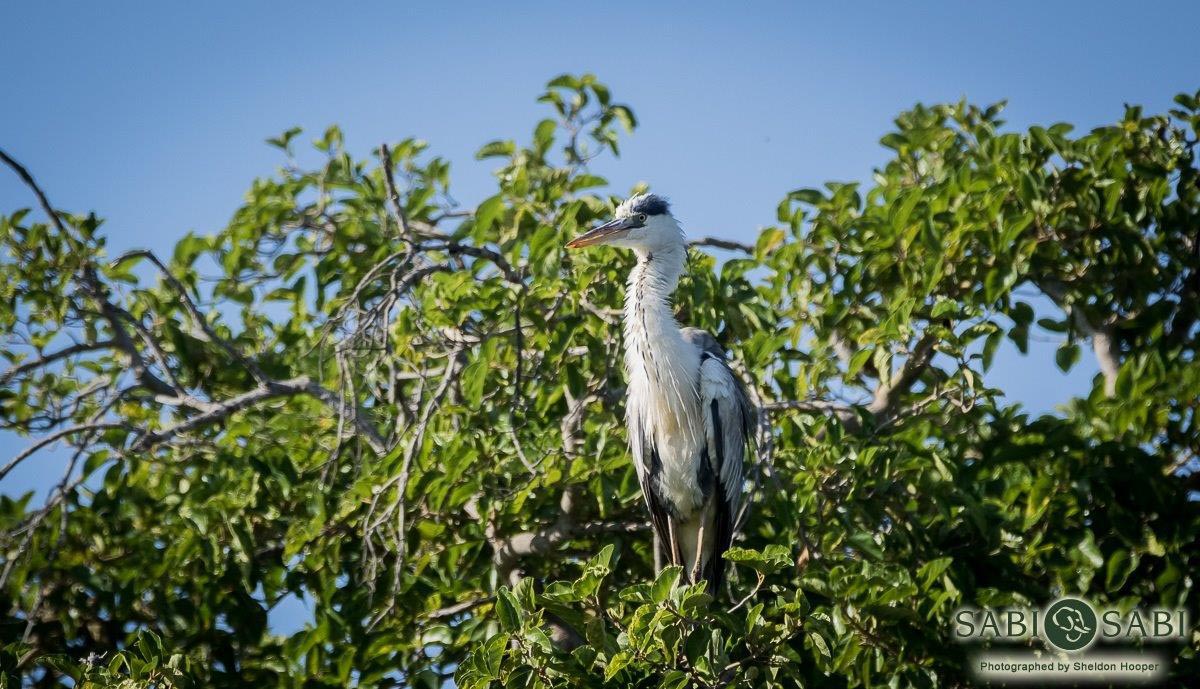04Sheldon Hooper Grey Heron Gazing Final 04Sheldon Hooper Grey Heron Gazing Final