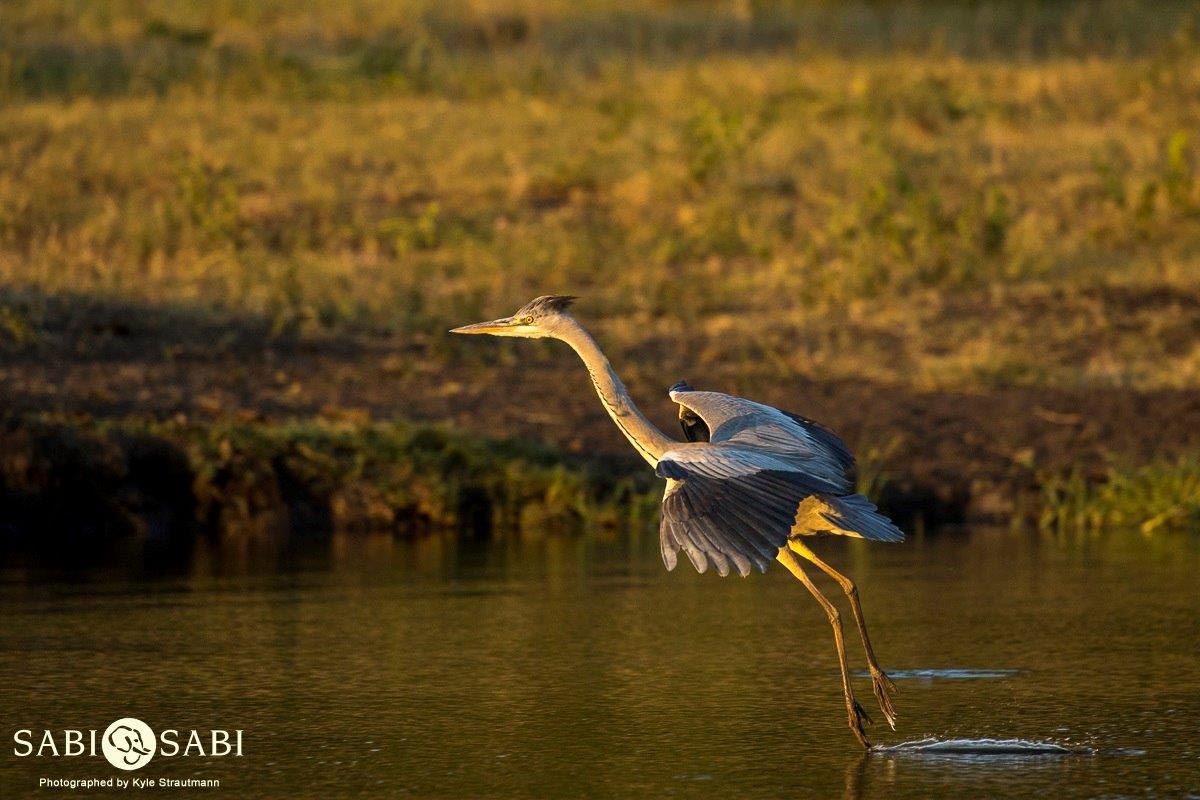 07Kyle Grey Heron Landing 2 Final 07Kyle Grey Heron Landing 2 Final