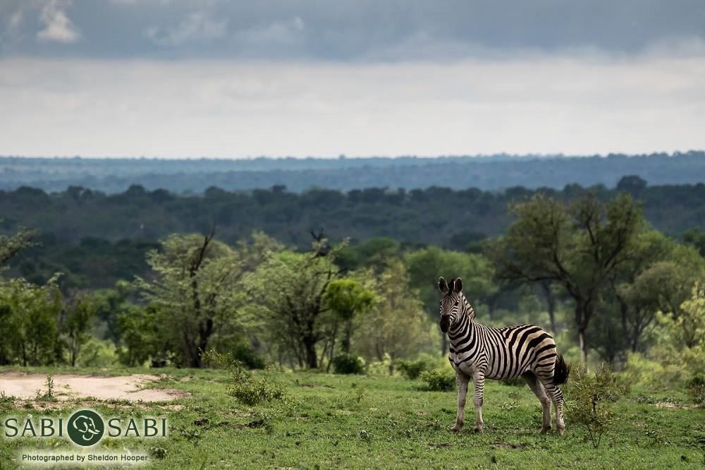 07Sheldon Hooper Zebra View Final