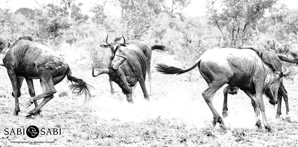 10Sheldon Hooper Wildebeest Dusty Final 10Sheldon Hooper Wildebeest Dusty Final