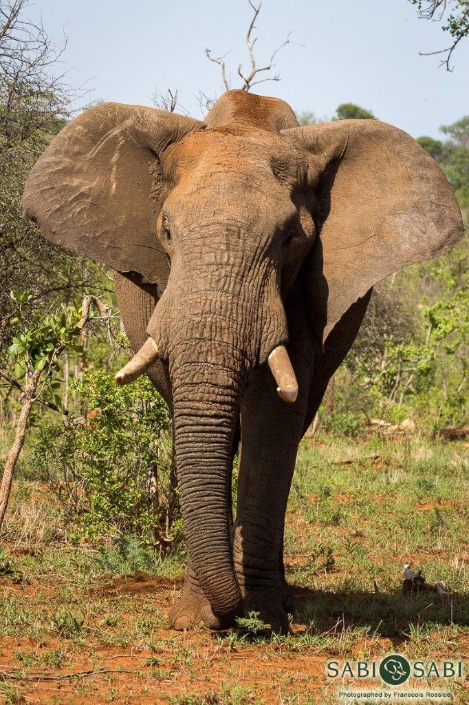 15Franscois Rosslee Elephant Final 15Franscois Rosslee Elephant Final