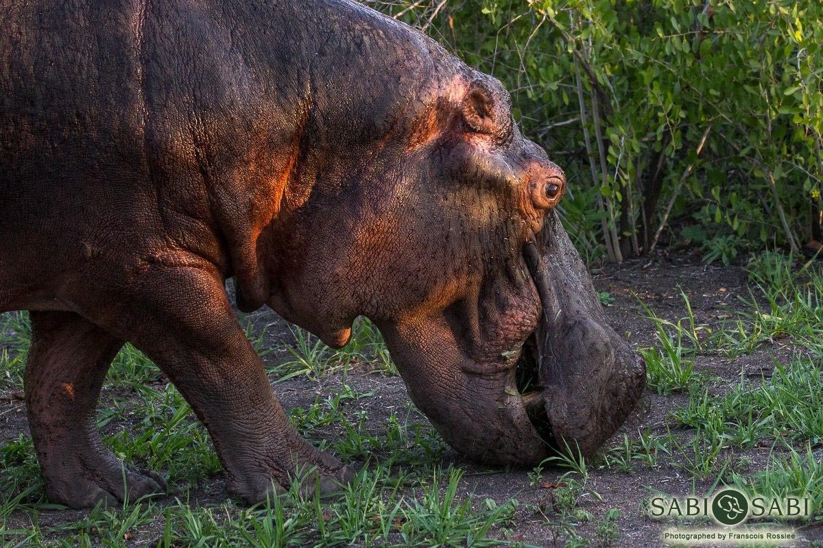 16Franscois Rosslee Hippo Graze Final 16Franscois Rosslee Hippo Graze Final