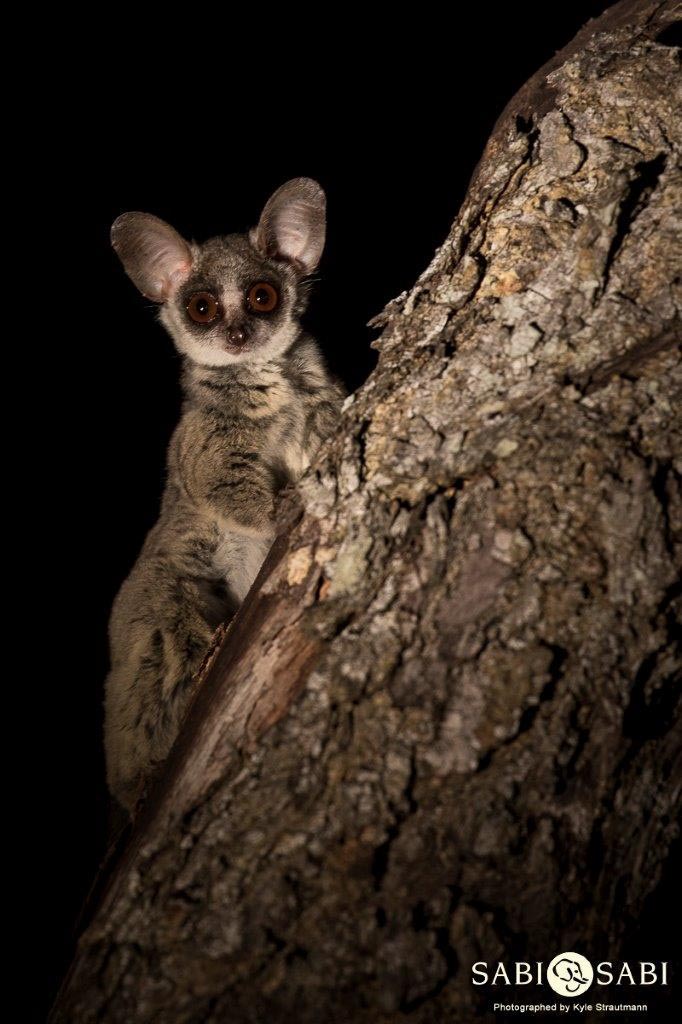 23Kyle Relaxed Bush Baby 15 Dec 2 Final 23Kyle Relaxed Bush Baby 15 Dec 2 Final
