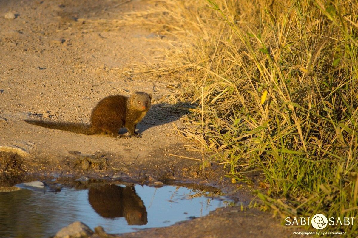 24Kyle Dwarf Mongoose Final 24Kyle Dwarf Mongoose Final