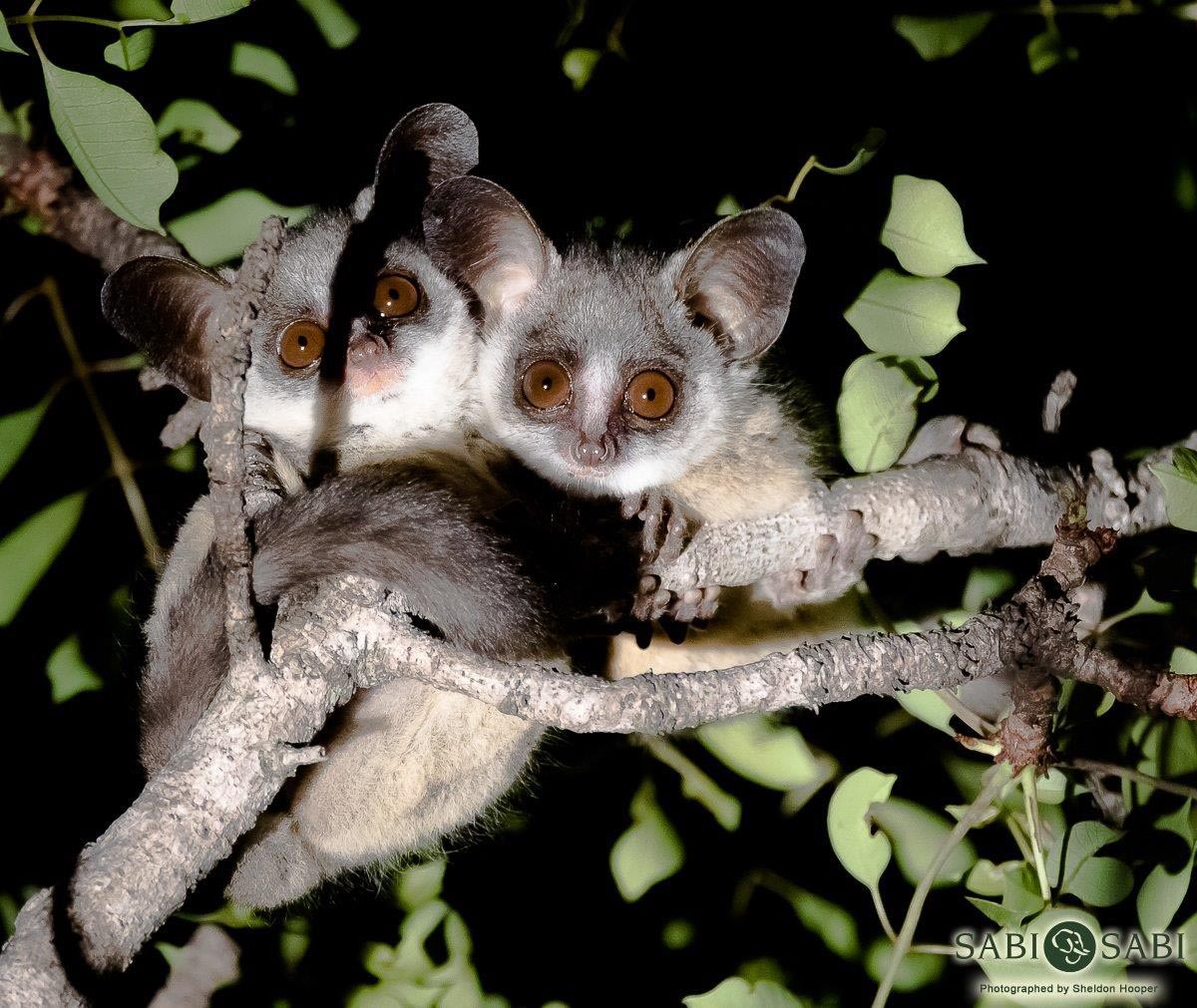 39Sheldon Hooper Bush Baby 2 Final