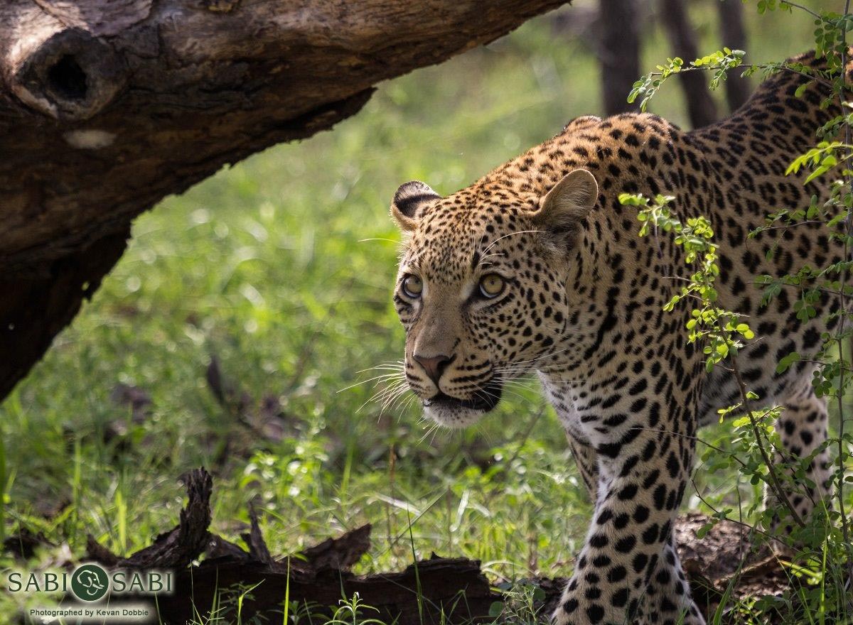 40Kevan Dobbie Leopards 03 Final