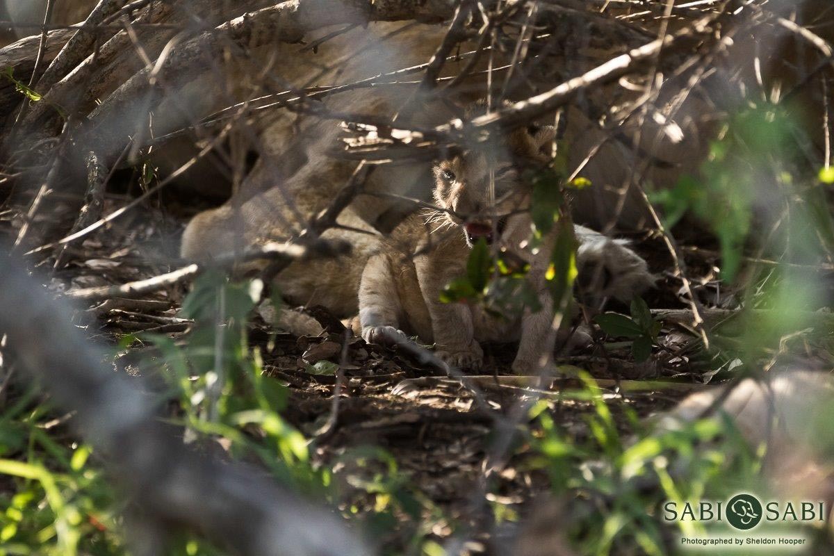 41Sheldon Hooper New Mother 28 12 16 3 Final