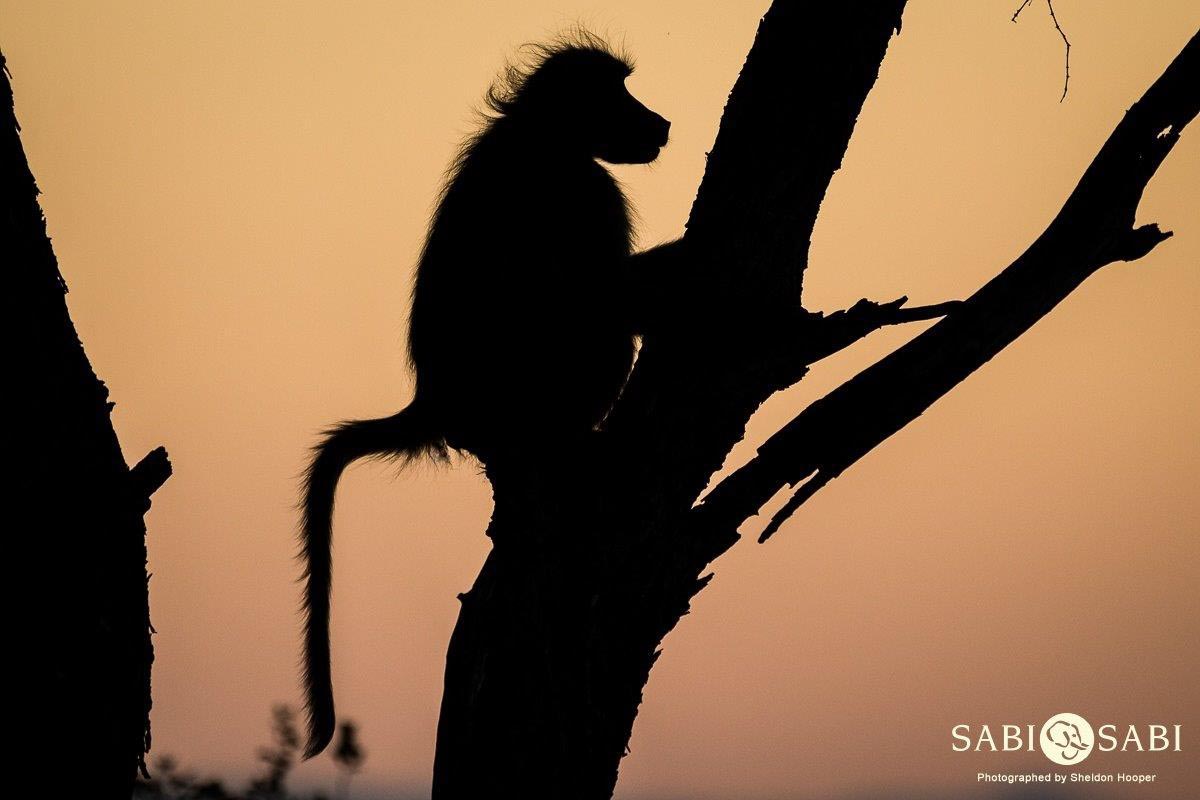 06Sheldon Hooper Baboon 4. Finaljpg 06Sheldon Hooper Baboon 4. Finaljpg