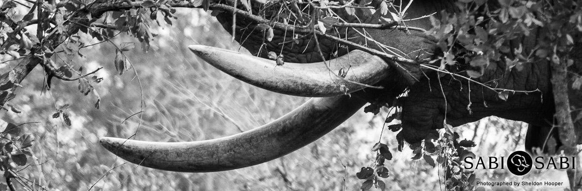 08Sheldon Hooper Huge Tusks 2 Final 08Sheldon Hooper Huge Tusks 2 Final