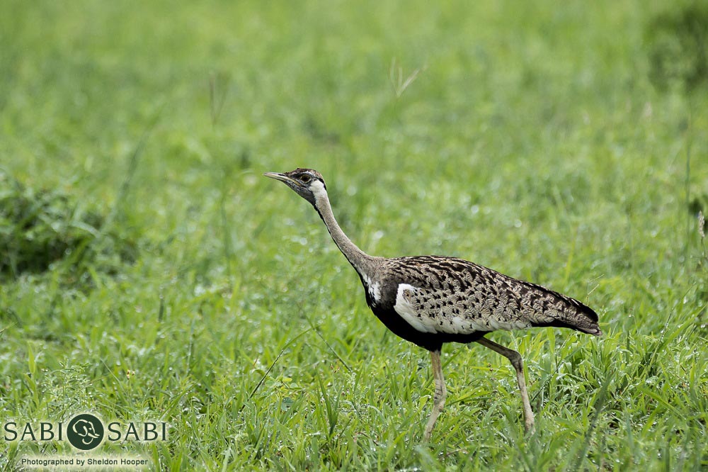 38 Sheldon Hooper Bustard