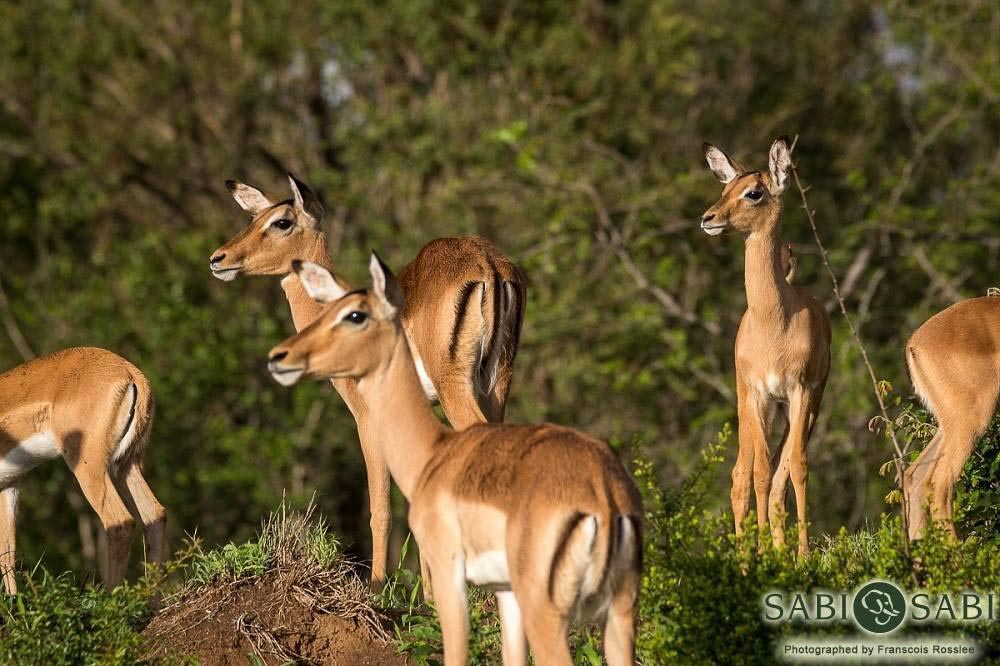 39Franscois Rosslee Impala1 Final