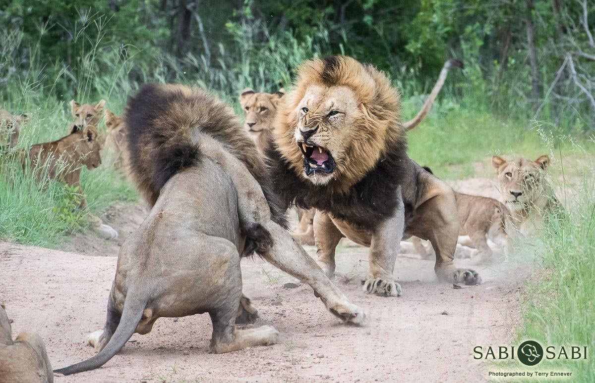 39Terry Ennever Charlstons Fight 15117 4 Final