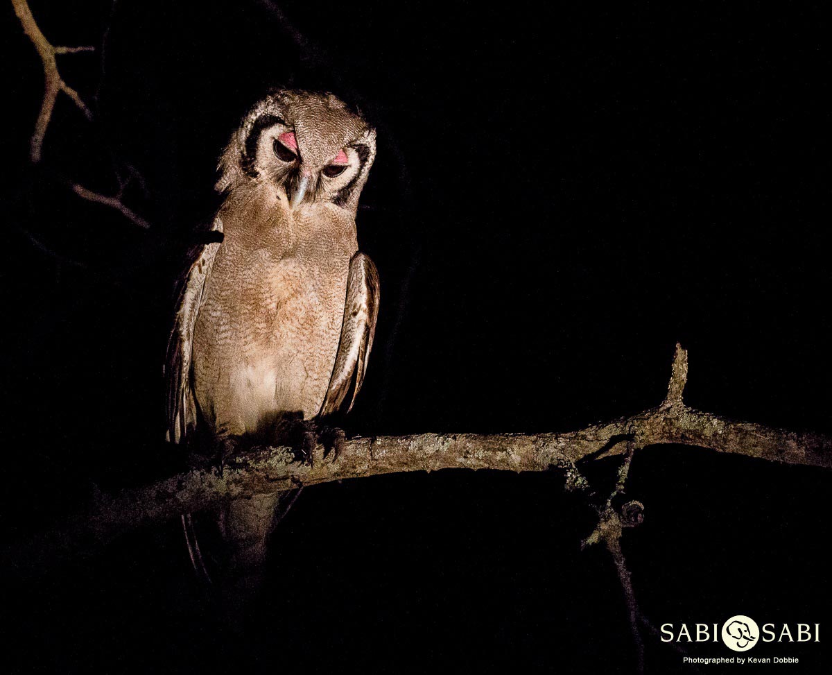 Kevan Dobbie Owl 1 Final Kevan Dobbie Owl 1 Final