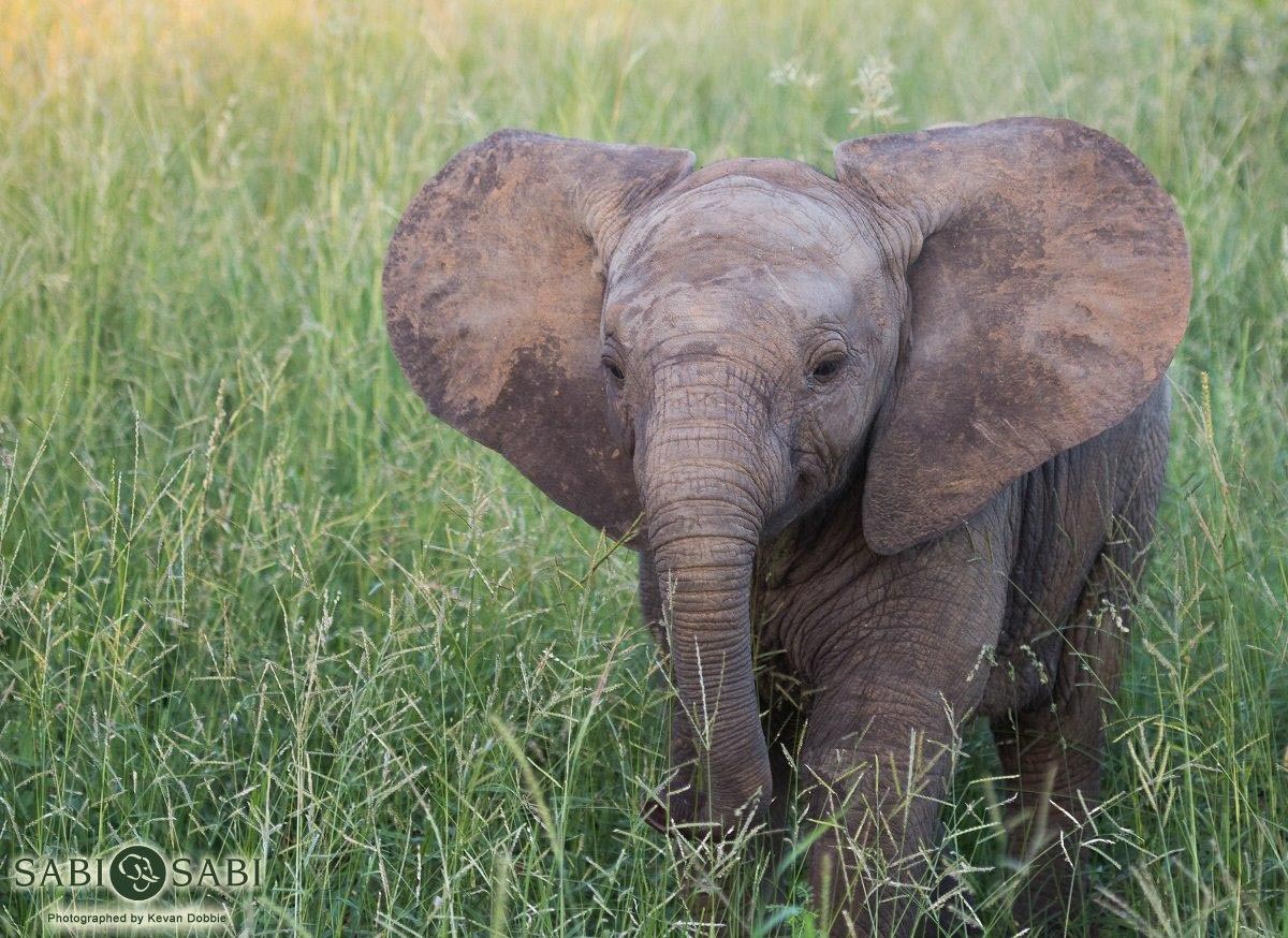 02Kevan Dobbie Elephant Calf 009 Final 02Kevan Dobbie Elephant Calf 009 Final