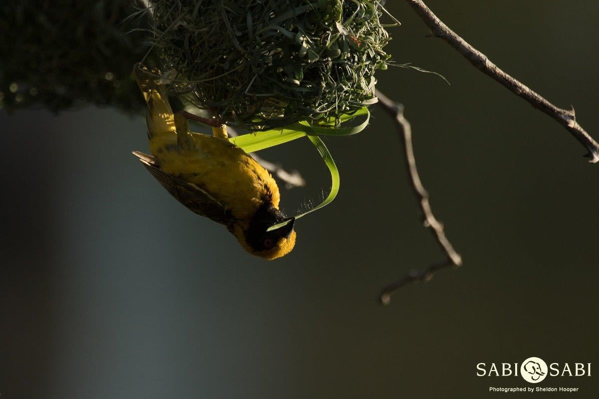 05Sheldon Hooper Village Weaver 8 Final