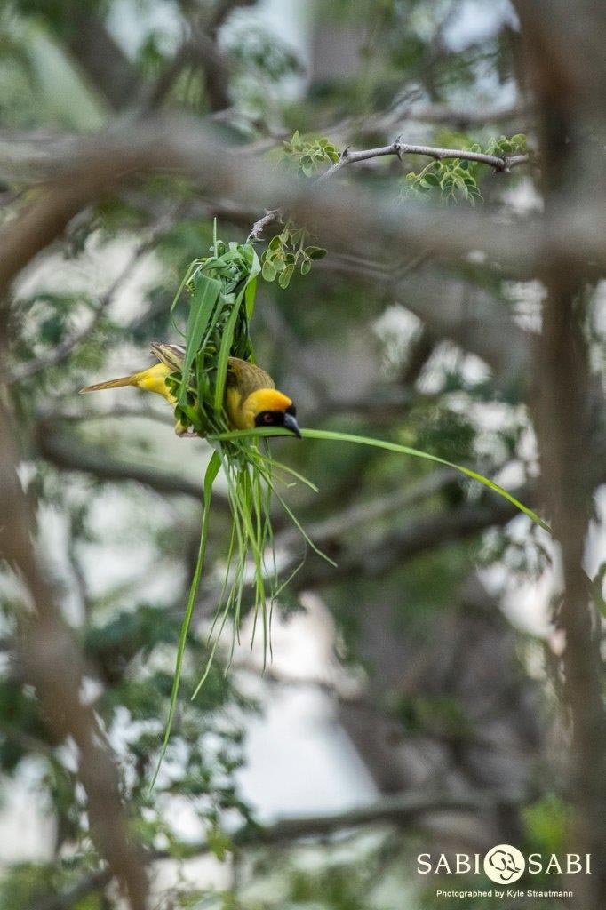 13Kyle 11 Jan 2017 Weaver Build Final