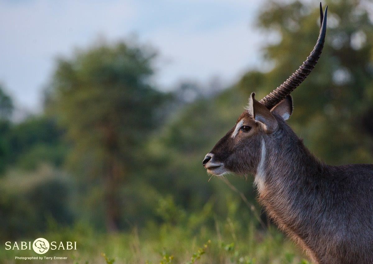 25Terry Ennever Filler Waterbuck Final 25Terry Ennever Filler Waterbuck Final