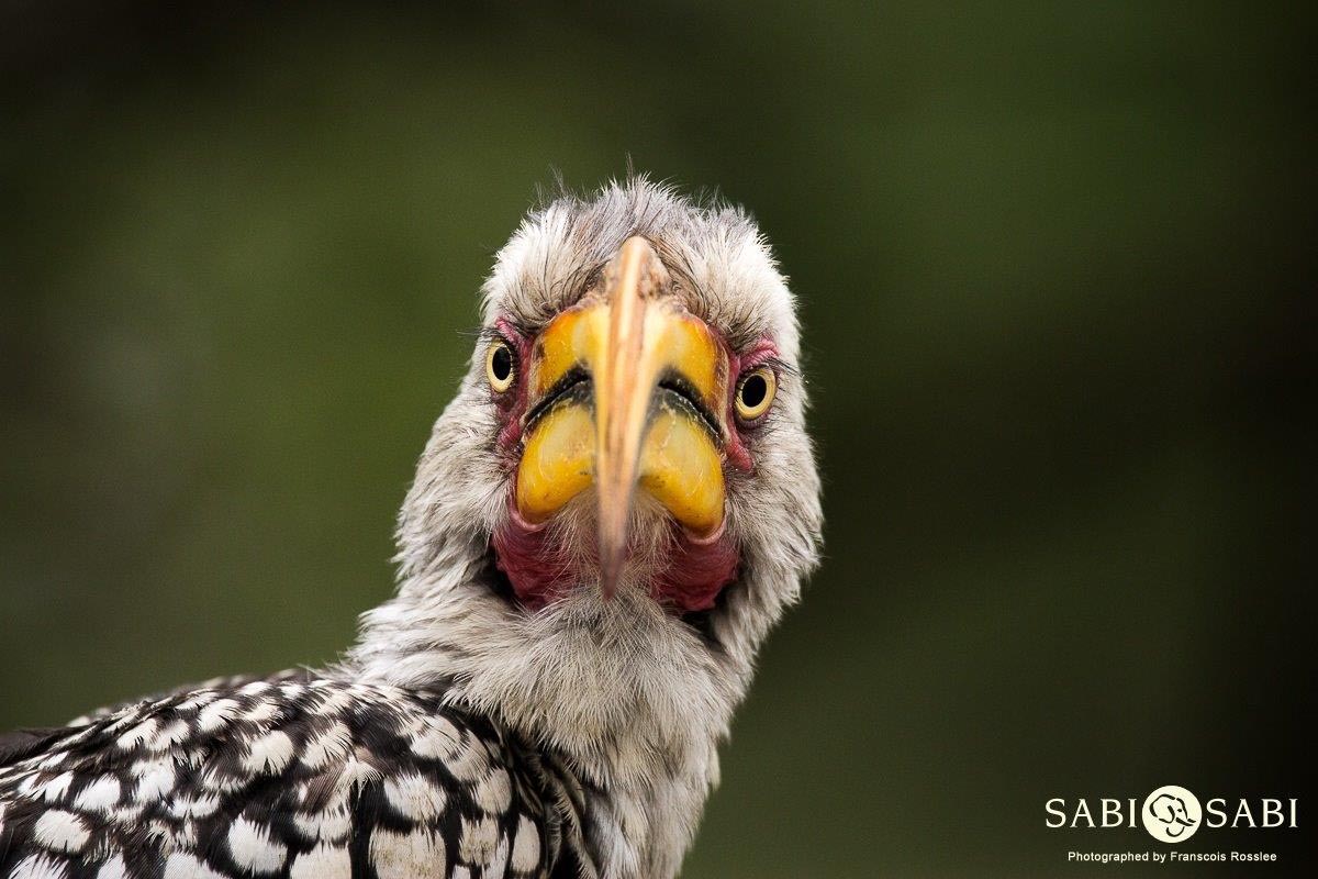26Franscois Rosslee Hornbill 20022017 Final 26Franscois Rosslee Hornbill 20022017 Final
