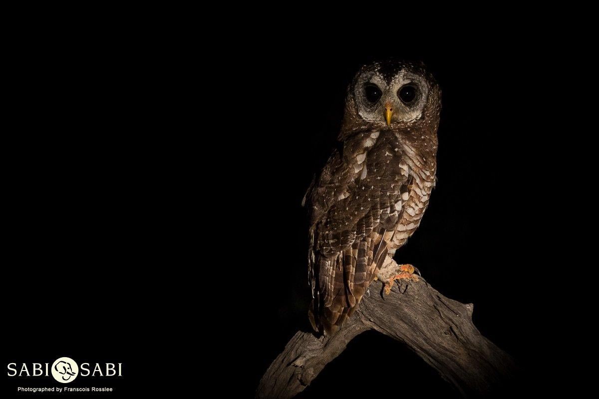 28Franscois Rosslee African Wood Owl Final 28Franscois Rosslee African Wood Owl Final