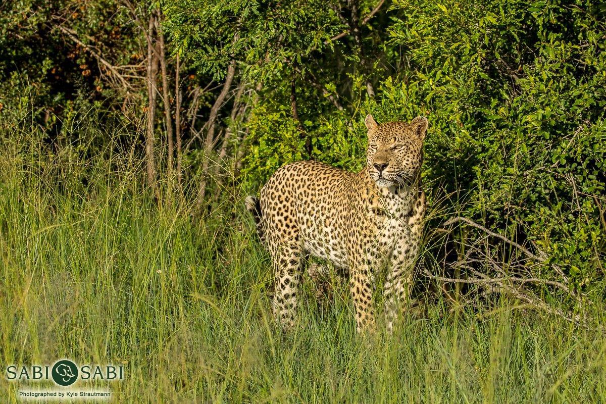 29Kyle 01 Feb 2017 Maxabene Stroll 4 Final