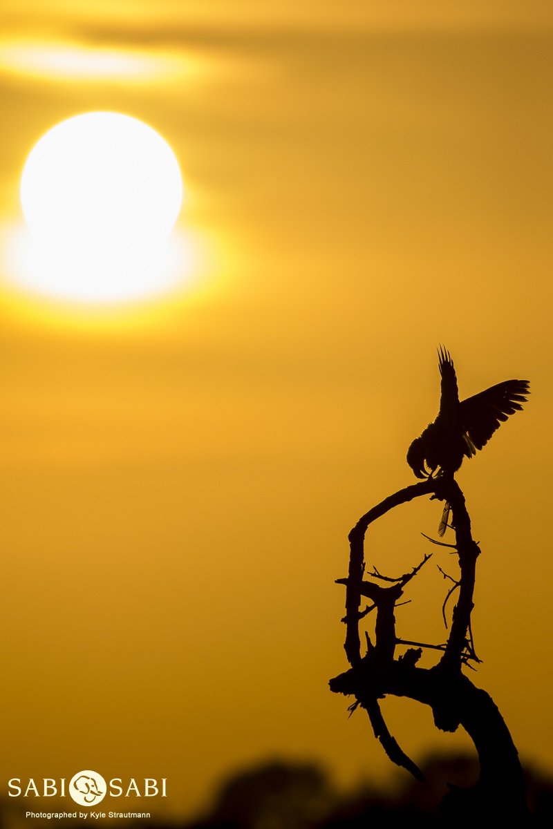 Kyle Strautmann Hornbill Final Kyle Strautmann Hornbill Final